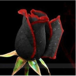 Doncaster Nursery:100Pcs Rare Rose Bonsai Black Rose Flower With Red Edge Rare Rose Flowers Bonsai For Garden Bonsai Planting,Red