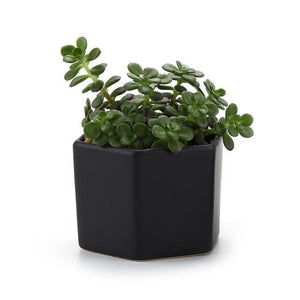 Doncaster Nursery:2.75" Ceramic Luster Surface succulent Plant Pot Cactus bonsai Pots Flower Pot Container Planter Matt glossy garden decoration,Black