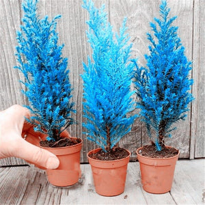 50 Pcs Italian Blue Cypress Tree Indoor Outdoor Desk Ornamental Plants, Rare Christmas Tree Perennial Flower Pots Planters:Doncaster Nursery