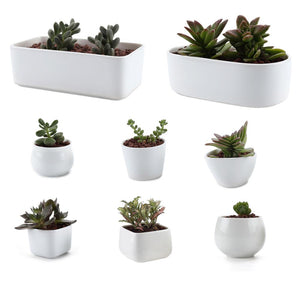 DIY White Ceramic Serial succulent Plant Pot Cactus Plant Pot Flower bonsai Pots Container Planter garden decoration 10 type