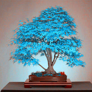 Best-Selling!blue maple tree bonsai Bonsai tree plants. rare sky blue japanese maple Balcony plants for home garden,50flores