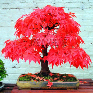 Best-Selling!blue maple tree bonsai Bonsai tree plants. rare sky blue japanese maple Balcony plants for home garden,50flores